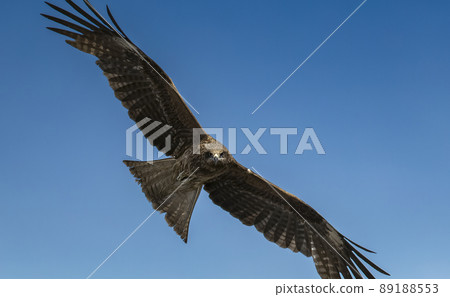 Black kite, black kite, wild bird 89188553