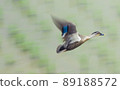 Duck, duck, flight 89188572