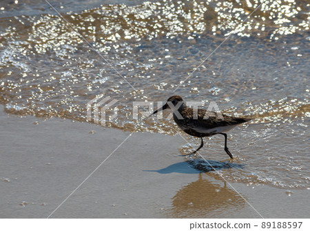 A Dunlin is walking on the beach. Also known as a Red-backed Sandpiper A Dunlin is walking on the beach. Also known as a Red-backed Sandpiper 89188597