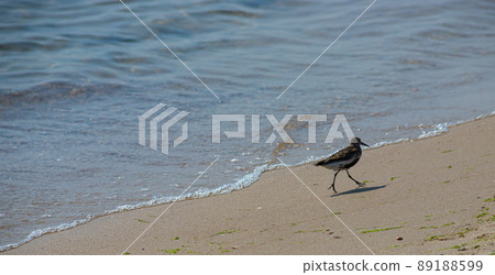 A Dunlin is walking on the beach. Also known as a Red-backed Sandpiper 89188599