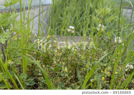 路邊小三葉草/豆科三葉草 89188869