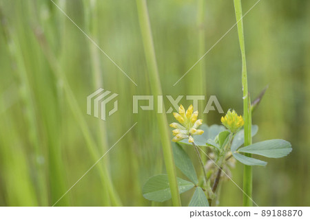 Lesser trefoil and copy space that bloomed between the grass / Leguminosae Clover Lesser trefoil and copy space that bloomed between the grass / Leguminosae Clover 89188870