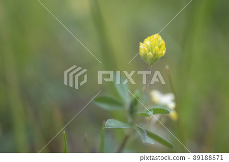 Lesser Trefoil and Copy Space / Leguminosae Trifolium 89188871