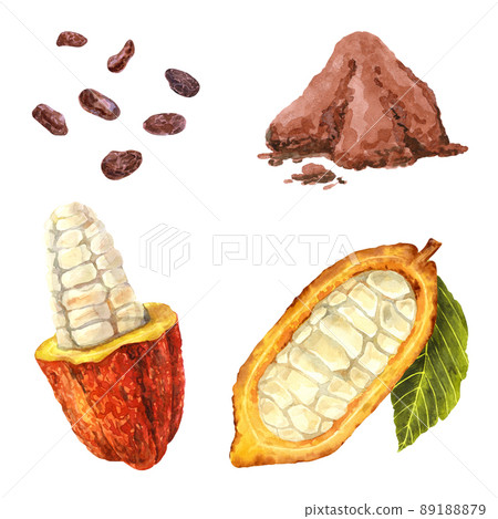 Watercolor cocoa collection isolated on white background. Beans, cocoa powder, cocoa fruit with grains and leaf 89188879