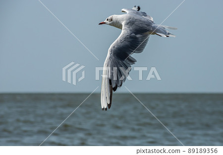 Seagulls on the sand of the sea beach in summer light. Creative natural background Seagulls on the sand of the sea beach in summer light. Creative natural background 89189356