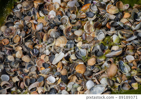 Sea shells on sand. Summer beach background. Top view 89189371