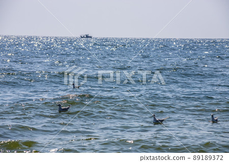 A group of seagulls floating on water Sea. sunny day 89189372