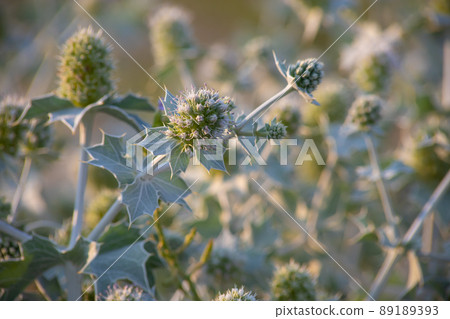 Eryngium maritimum, the sea holly or seaside eryngo. The plant has a very strong and deep root system 89189393