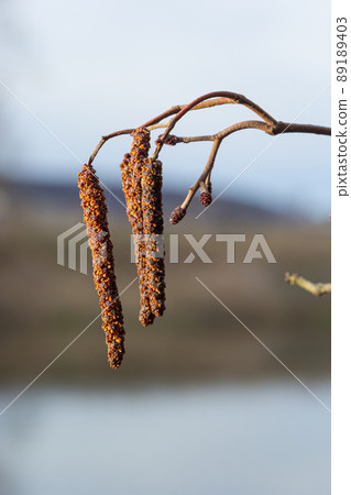 European alder, Alnus glutinosa, tree, close-up of cones and catkins in early spring European alder, Alnus glutinosa, tree, close-up of cones and catkins in early spring 89189403