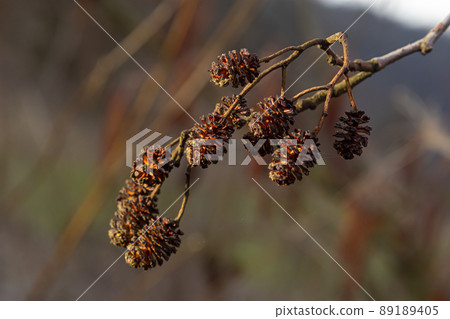 European alder, Alnus glutinosa, tree, close-up of cones and catkins in early spring European alder, Alnus glutinosa, tree, close-up of cones and catkins in early spring 89189405