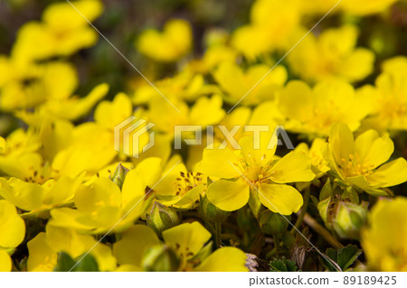 Tiny flowers of Potentilla arenaria on a xerotherm meadow. Wild yellow flowers growing on sand soil Tiny flowers of Potentilla arenaria on a xerotherm meadow. Wild yellow flowers growing on sand soil 89189425