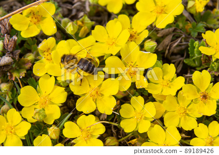 bee collects nectar from Potentilla arenaria, Tormentilla erecta, Potentilla laeta, Potentilla tormentilla, tormentil, septfoil, erect cinquefoil yellow small wildflowers melliferous plants bee collects nectar from Potentilla arenaria, Tormentilla erecta, Potentilla laeta, Potentilla tormentilla, tormentil, septfoil, erect cinquefoil yellow small wildflowers melliferous plants 89189426