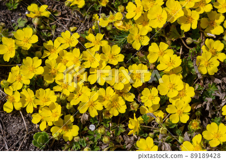 Tiny flowers of Potentilla arenaria on a xerotherm meadow. Wild yellow flowers growing on sand soil Tiny flowers of Potentilla arenaria on a xerotherm meadow. Wild yellow flowers growing on sand soil 89189428
