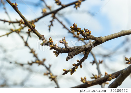 budding buds on a tree branch in early spring macro 89189452