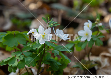 False Anemone or Isopyrum thalictroides, white anemone like flowering early spring european plant inhabitating woodlands, family Ranunculaceae native to Eurasia False Anemone or Isopyrum thalictroides, white anemone like flowering early spring european plant inhabitating woodlands, family Ranunculaceae native to Eurasia 89189463