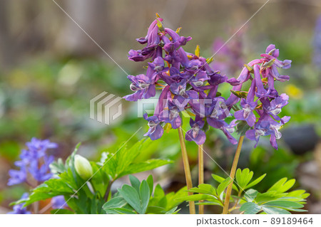Corydalis cava, violet spring flowers of corydalis, macro, close-up Corydalis cava, violet spring flowers of corydalis, macro, close-up 89189464