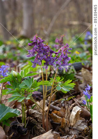 Corydalis cava, violet spring flowers of corydalis, macro, close-up Corydalis cava, violet spring flowers of corydalis, macro, close-up 89189465