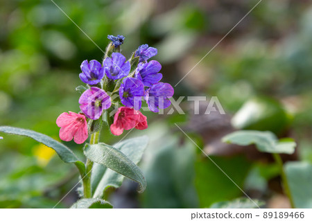 Pulmonaria officinalis, common names lungwort, common lungwort, Mary's tears or Our Lady's milk drops, is a herbaceous rhizomatous evergreen perennial plant of the genus Pulmonaria Pulmonaria officinalis, common names lungwort, common lungwort, Mary's tears or Our Lady's milk drops, is a herbaceous rhizomatous evergreen perennial plant of the genus Pulmonaria 89189466