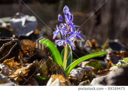 The ephemeroid plant Scilla bifolia blooms in the spring forest against the background of the forest. Scilla bifolia in its natural habitat The ephemeroid plant Scilla bifolia blooms in the spring forest against the background of the forest. Scilla bifolia in its natural habitat 89189473