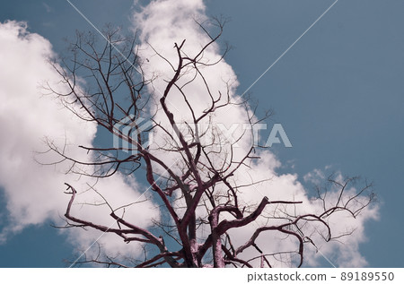 Dried tree with clouds in blue sky, Retro color style 89189550