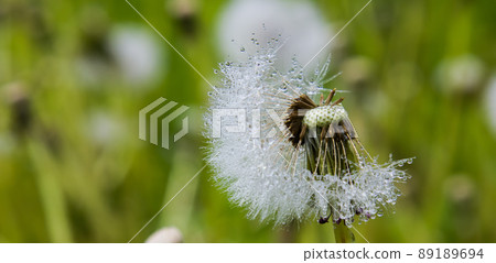 dandelion in drops of water in sunny weather dandelion in drops of water in sunny weather 89189694