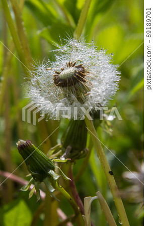 dandelion in drops of water in sunny weather dandelion in drops of water in sunny weather 89189701