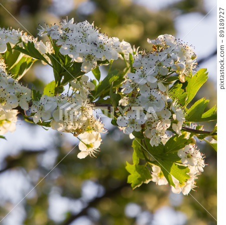 white hawthorn flowers close up in the grass. sunny day 89189727
