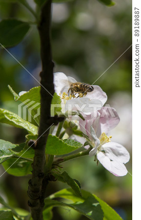 apple tree blooms in the garden. bees collect nectar and pollen 89189887