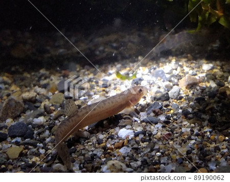 Loach twilight Loach twilight 89190062