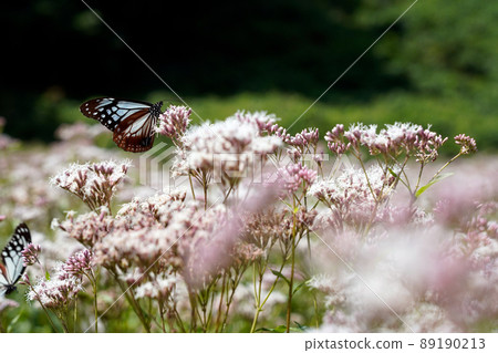 The village where the chestnut tiger, known as the passing butterfly, dances The village where the chestnut tiger, known as the passing butterfly, dances 89190213