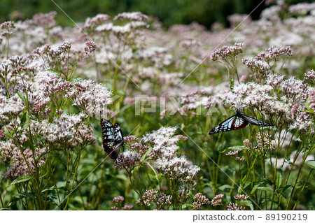 被稱為過往蝴蝶的栗虎翩翩起舞的村莊 89190219