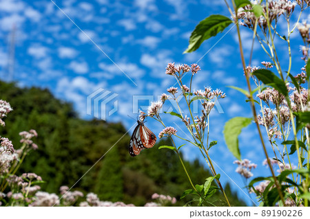 The village where the chestnut tiger, known as the passing butterfly, dances 89190226