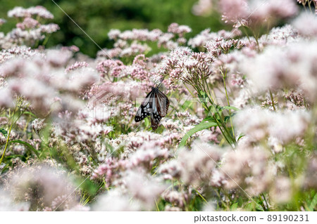 The village where the chestnut tiger, known as the passing butterfly, dances The village where the chestnut tiger, known as the passing butterfly, dances 89190231