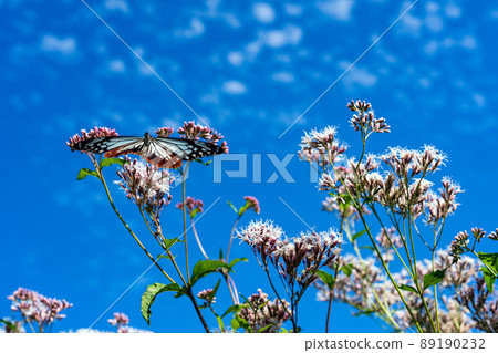 被稱為過往蝴蝶的栗虎翩翩起舞的村莊 89190232