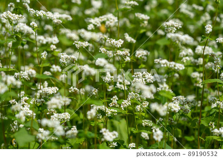 Autumn Satoyama where white buckwheat flowers bloom Autumn Satoyama where white buckwheat flowers bloom 89190532