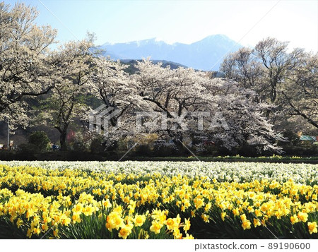 Yamanashi Prefecture Yamataka Jindai Sakura Sakura scenery of Jisoji Temple April Yamanashi Prefecture Yamataka Jindai Sakura Sakura scenery of Jisoji Temple April 89190600
