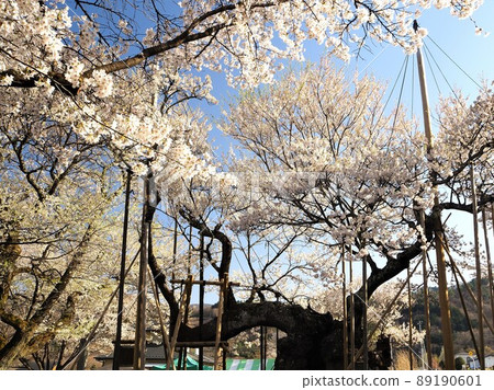 4月盛開的山梨縣山鷹神代櫻 89190601