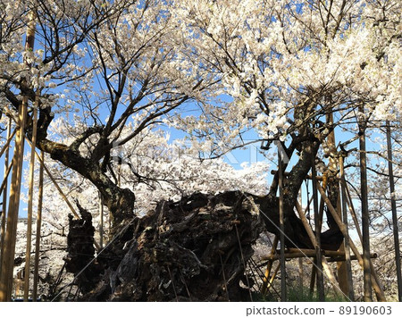 Yamanashi Prefecture Yamataka Jindai Zakura in full bloom April 89190603