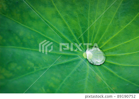 lotus leaf with raindrops after the rain has stopped lotus leaf with raindrops after the rain has stopped 89190752