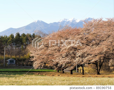 山梨縣八嶽山脈和蘿蔔櫻花樹 4月 山梨縣八嶽山脈和蘿蔔櫻花樹 4月 89190758