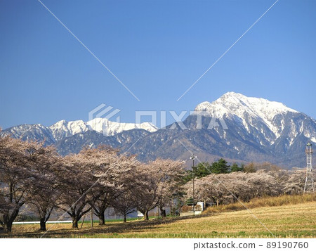 山梨縣南阿爾卑斯山和蘿蔔櫻花樹 4 月 山梨縣南阿爾卑斯山和蘿蔔櫻花樹 4 月 89190760