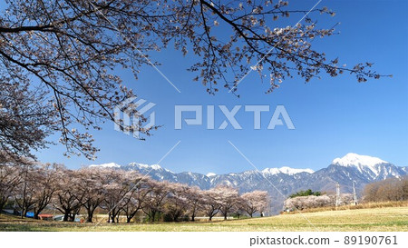 Yamanashi Prefecture Southern Alps and turnip cherry blossom trees April Yamanashi Prefecture Southern Alps and turnip cherry blossom trees April 89190761