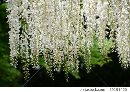 Noda Shirafuji flowers 89191460