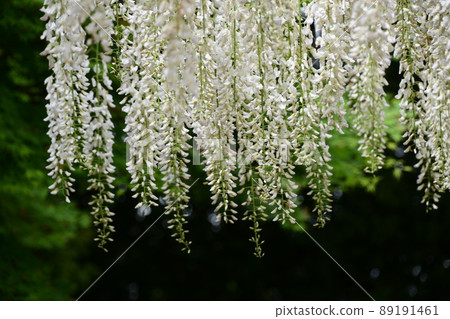 Noda Shirafuji flowers 89191461