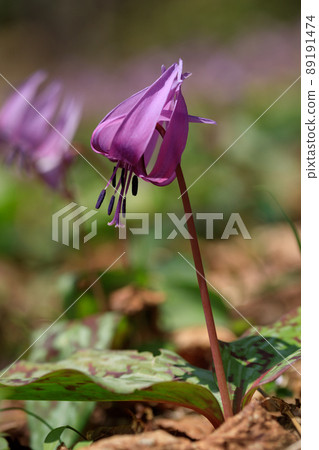 Spring flower image_Katakuri flower 89191474