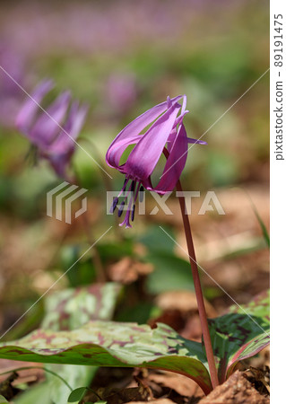春天的花圖片_卡塔庫栗花 春天的花圖片_卡塔庫栗花 89191475