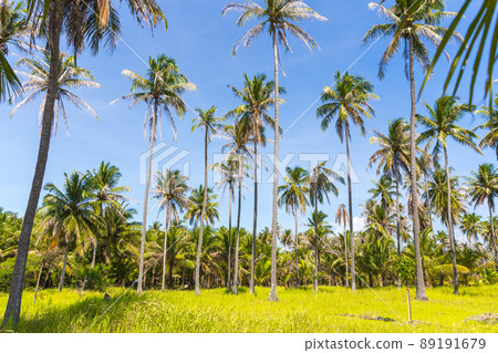 Tall palm trees on a wild Thailand island Tall palm trees on a wild Thailand island 89191679