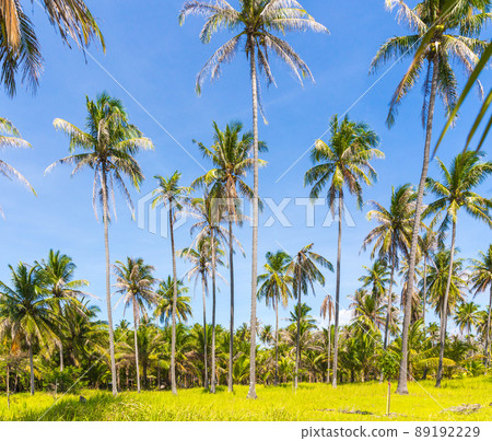 Tall palm trees on a wild Thailand island Tall palm trees on a wild Thailand island 89192229