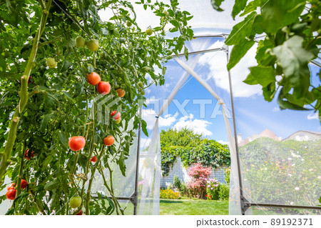 View from inside small private greenhouse with tomatoes in garden 89192371