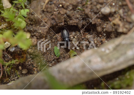 A companion to Harpalus? Garbage beetle 89192402